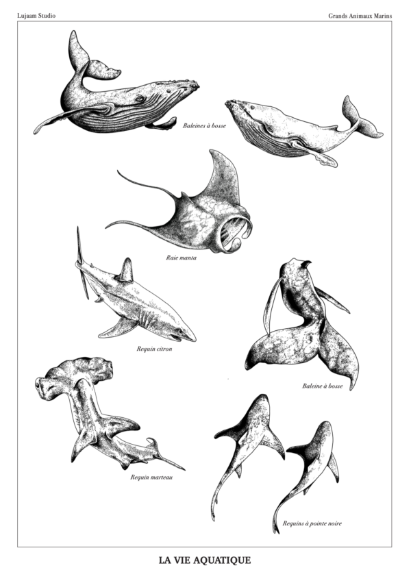 La vie Aquatique: illustration en dotwork des grands animaux marins, incluant baleines à bosse, raie manta, requins marteau, citrons et à pointe noire.